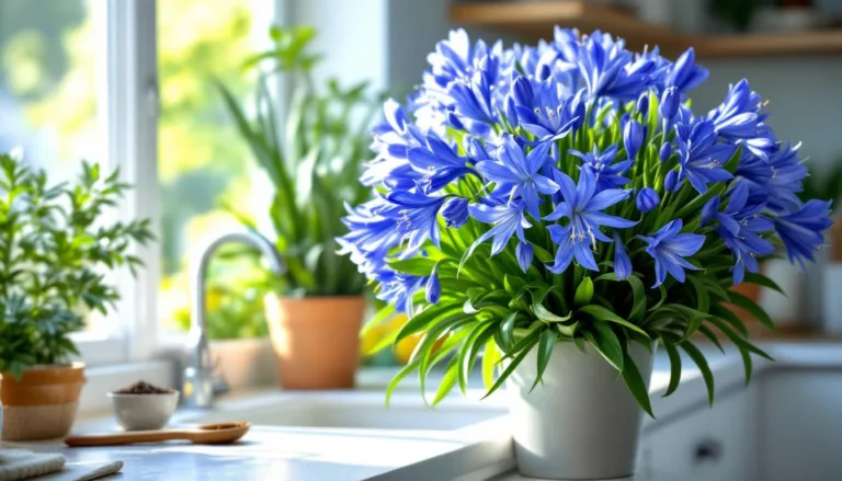 sla koffiedik over: ontdek deze slimme keukentruc om je agapanthus snel in grootte te verdubbelen en je tuin te laten stralen.