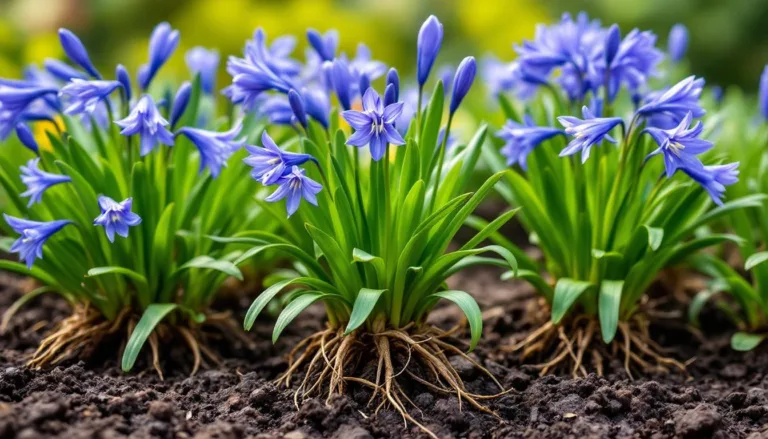 ontdek waarom het belangrijk is om de wortels van agapanthus met rust te laten en leer hoe je ze gezond kunt houden voor een prachtige, bloeiende tuin.